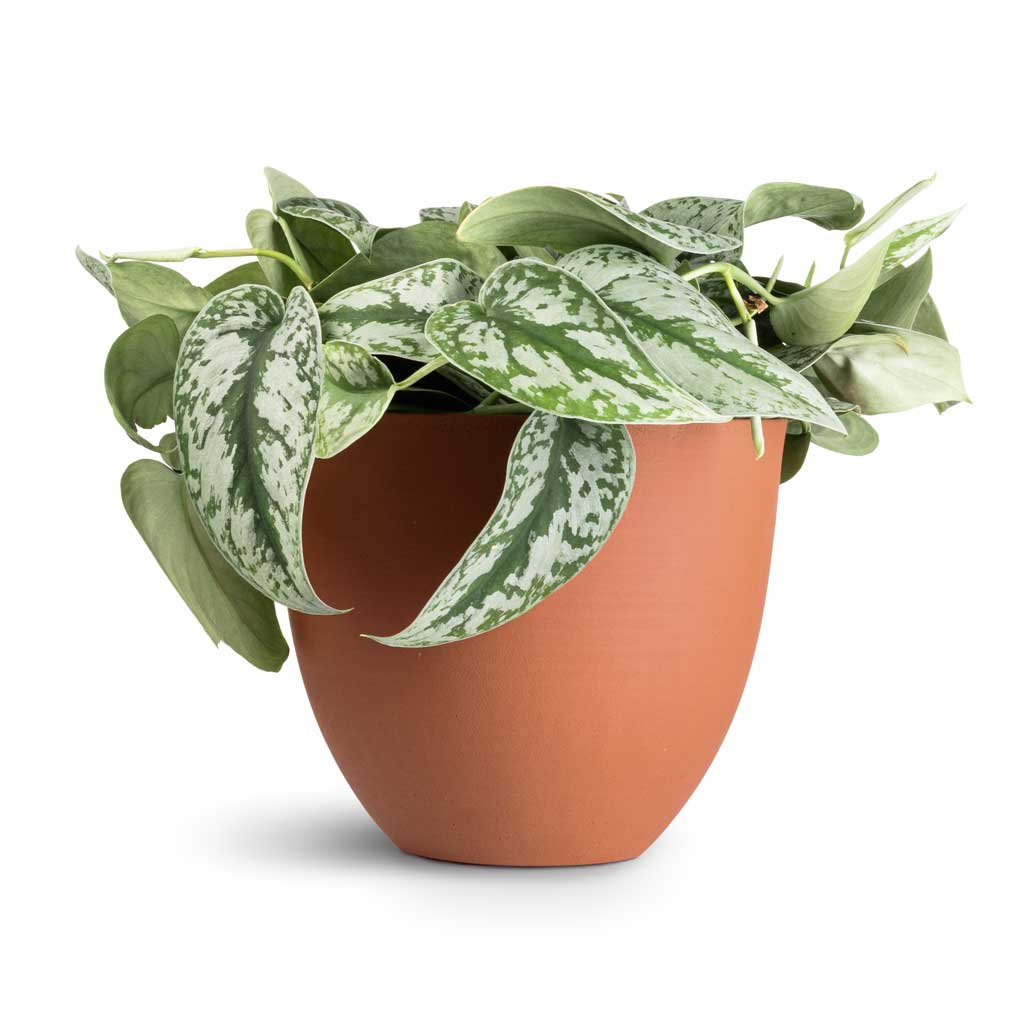 Epipremnum Trebie - Satin Pothos Trebie & Coral Refined Planter - Canyon Orange