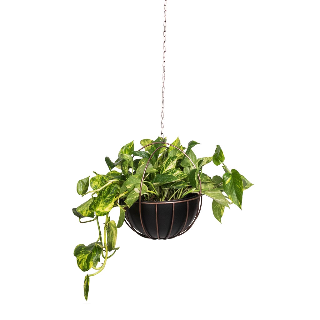 Epipremnum aureum - Golden Pothos & Kensington Hanging Plant Pot - Copper