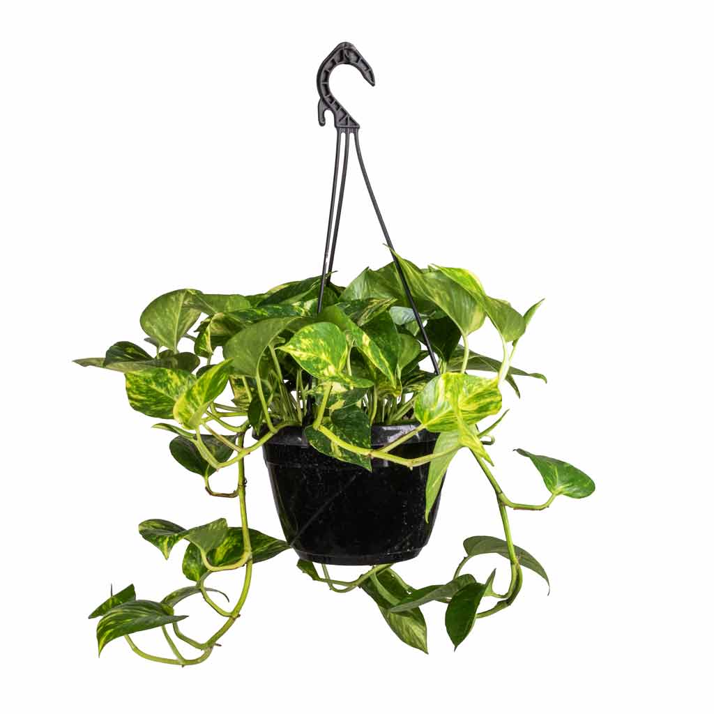 Epipremnum aureum - Golden Pothos - 20 x 40cm