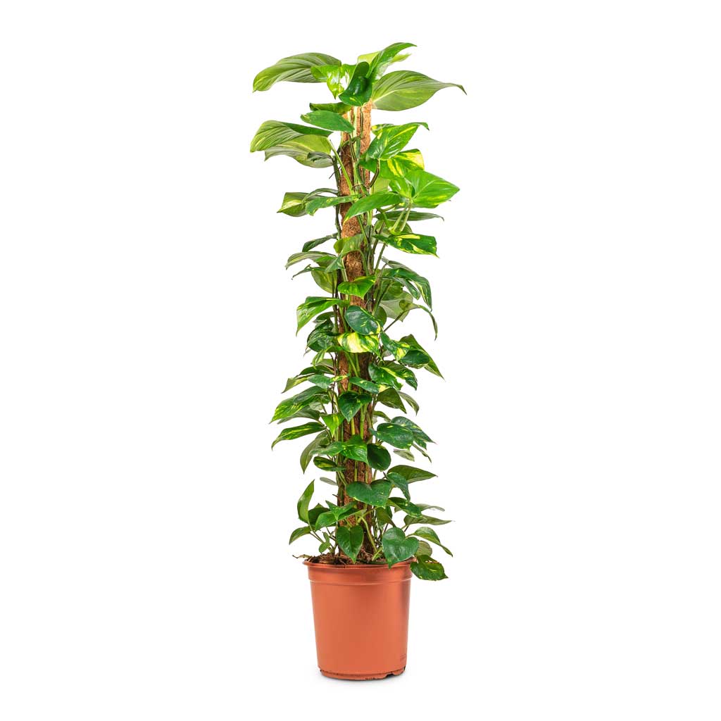 Epipremnum aureum - Golden Pothos - Moss Pole - 24 x 130cm