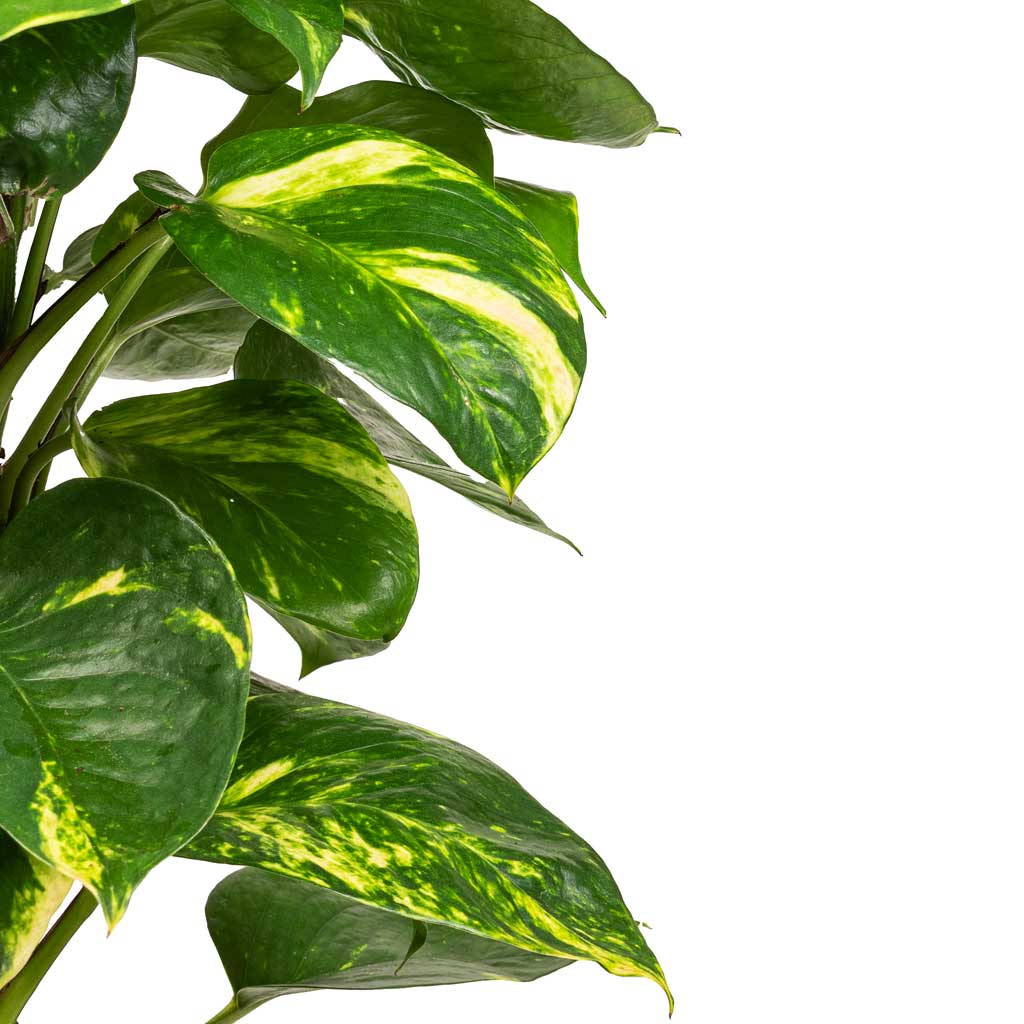 Epipremnum aureum - Golden Pothos - Moss Pole - Leaves