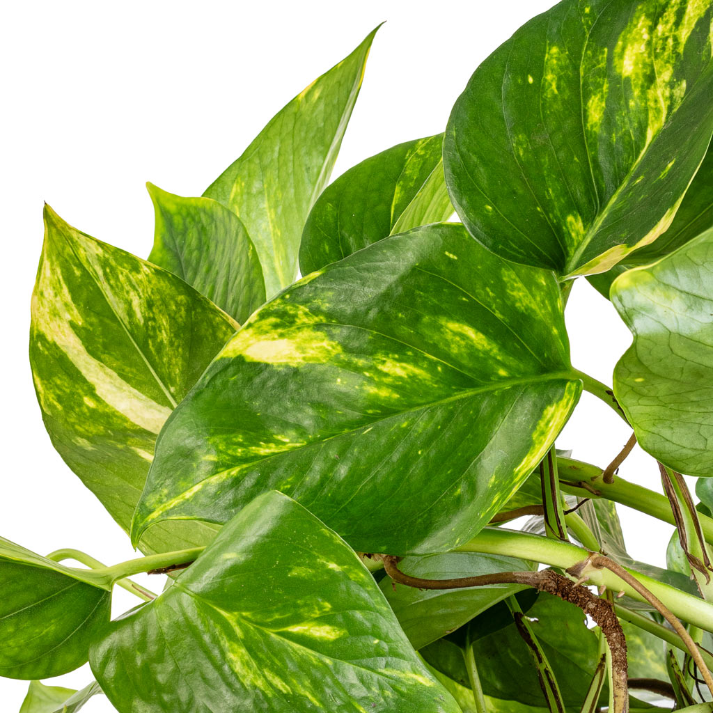 Epipremnum aureum - Golden Pothos Leaves