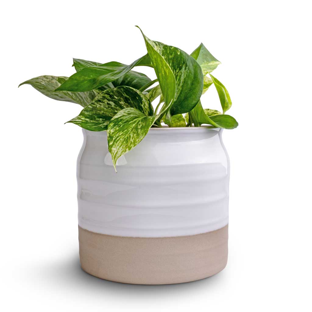 Epipremnum aureum - Marble Queen Pothos & Puro Ripple Plant Pot - White