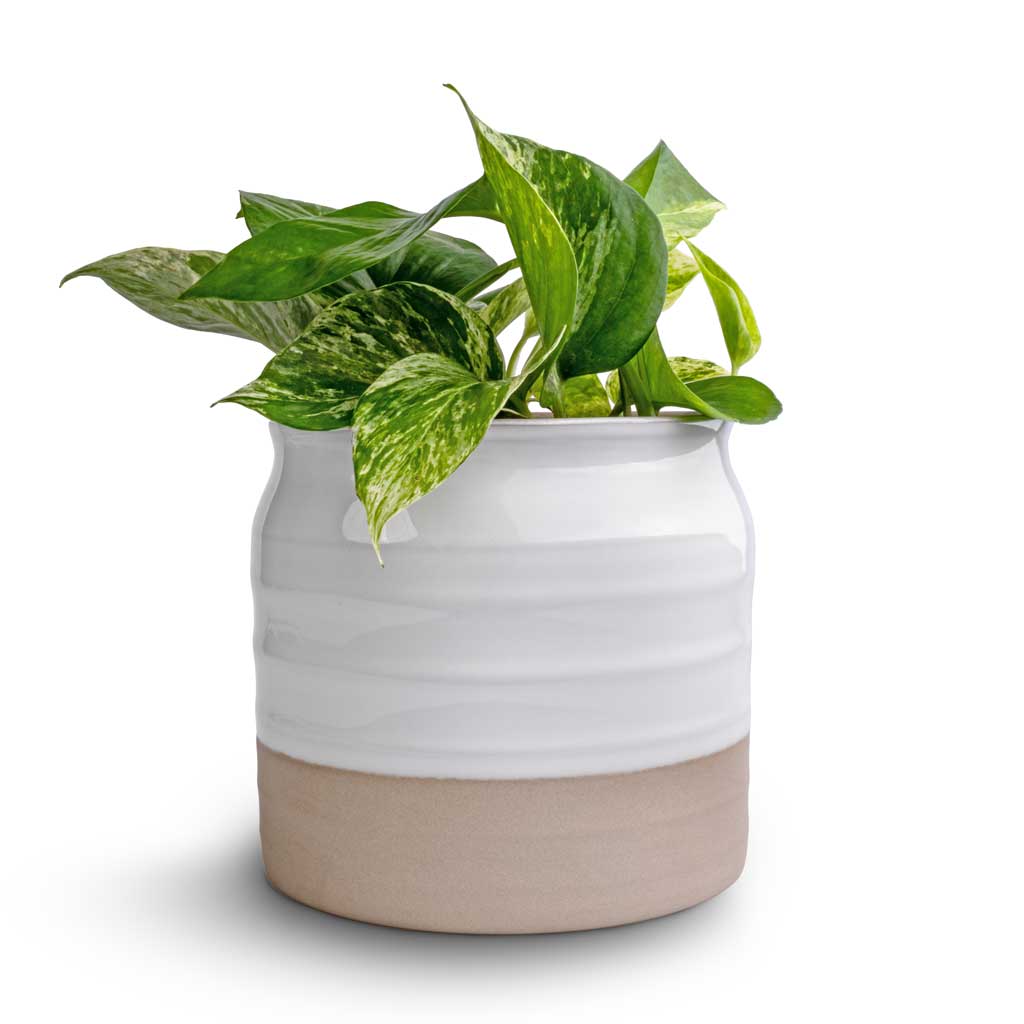 Epipremnum aureum - Marble Queen Pothos & Puro Ripple Plant Pot - White