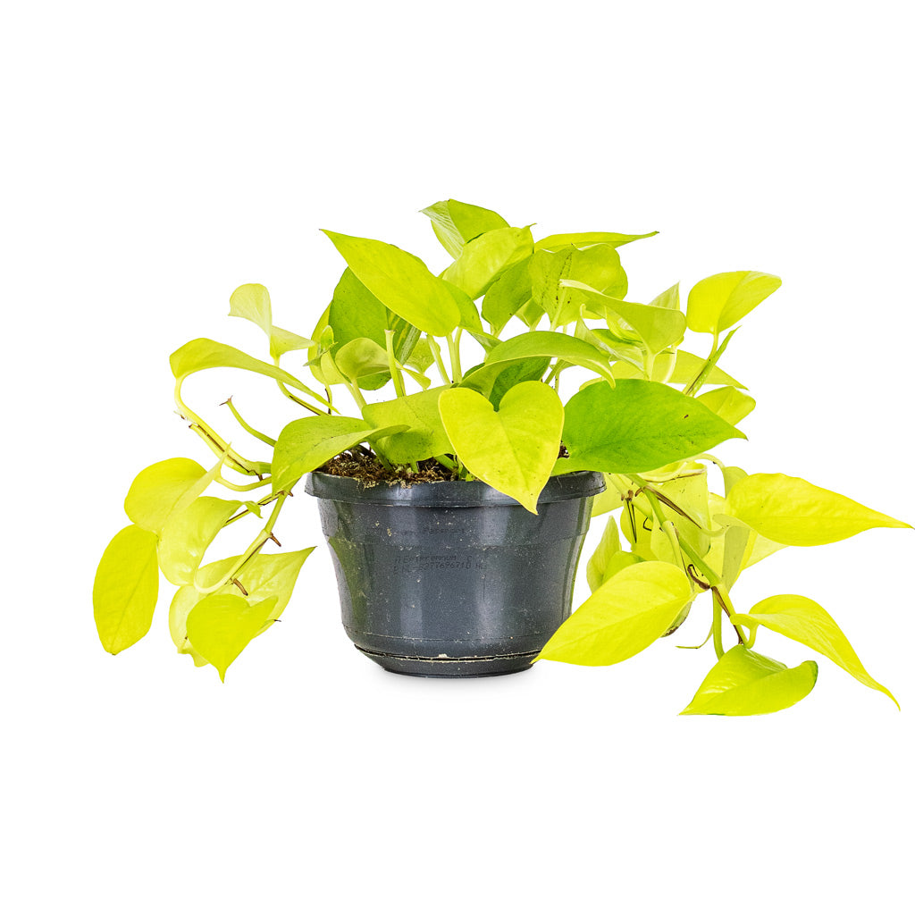 Epipremnum aureum Neon 15x40cm