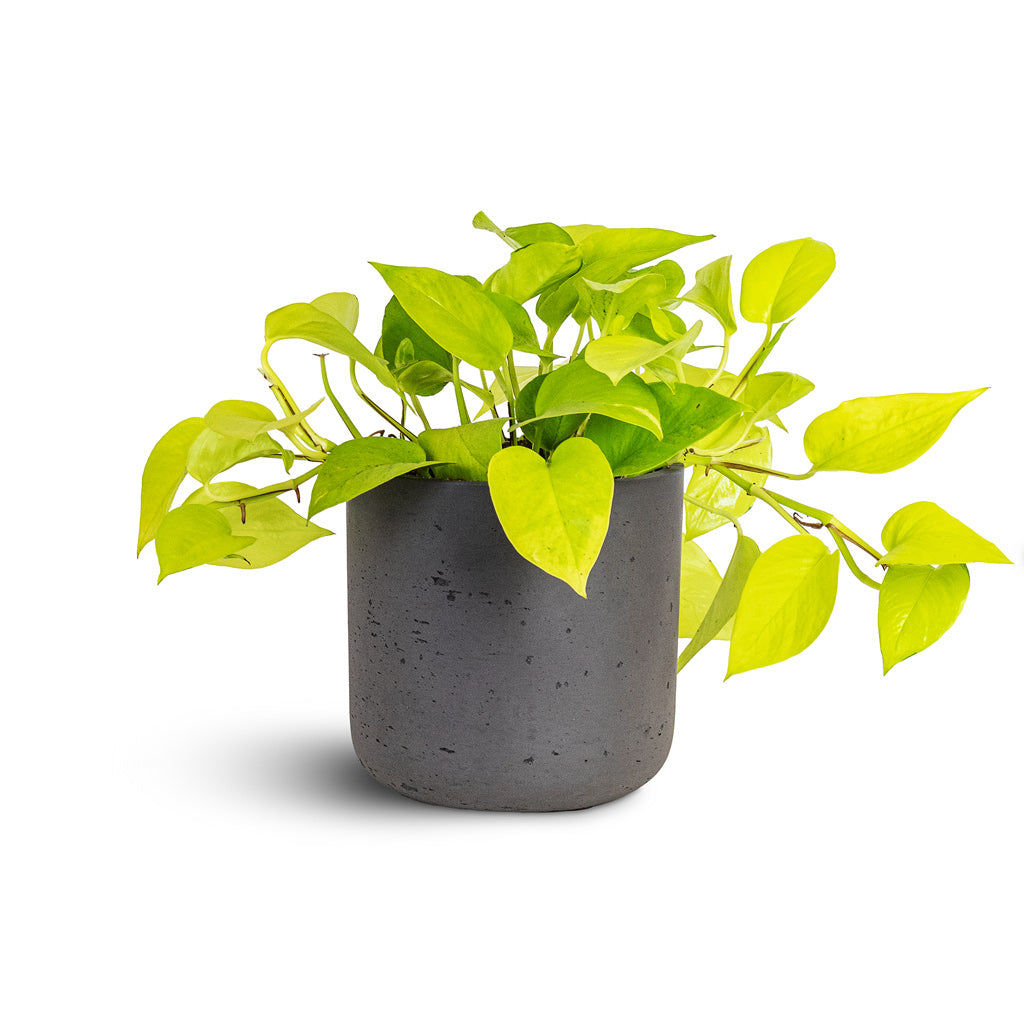 Epipremnum aureum Neon 15x40cm house plant in Charlie Pot Black Washed 18x18cm Wide leaf