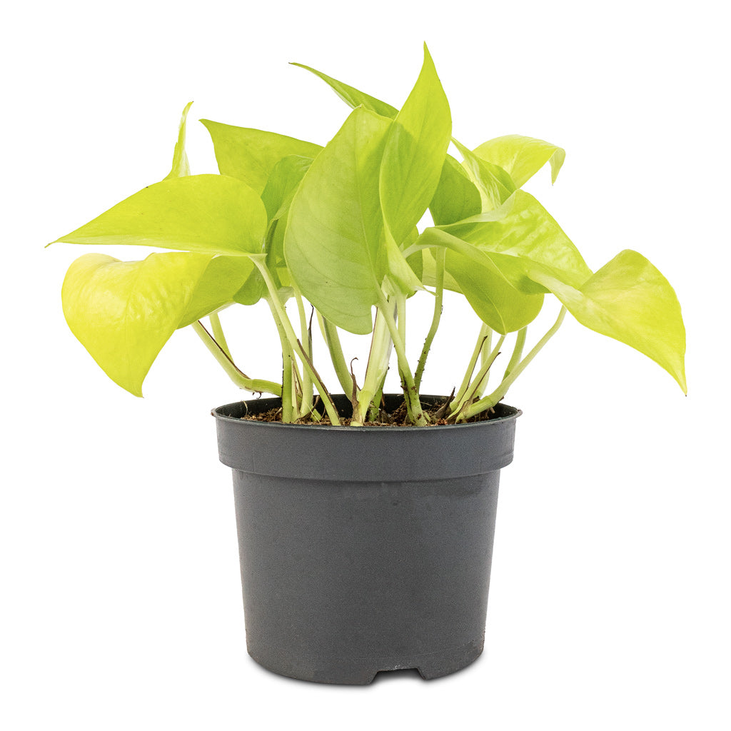 Epipremnum aureum Neon - Golden Neon Pothos - 12 x 20cm