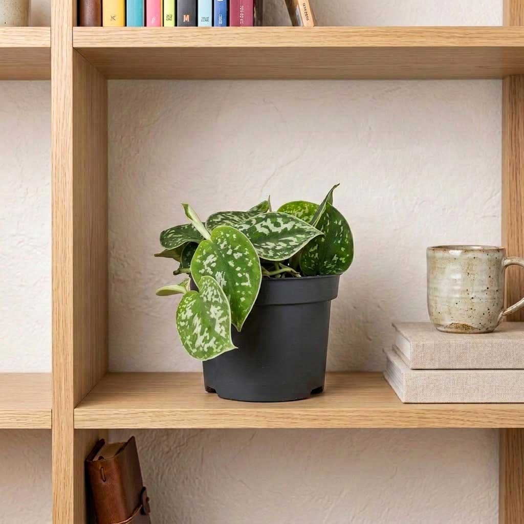 Epipremnum pictum Argyraeus - Satin Pothos - 12 x 20cm