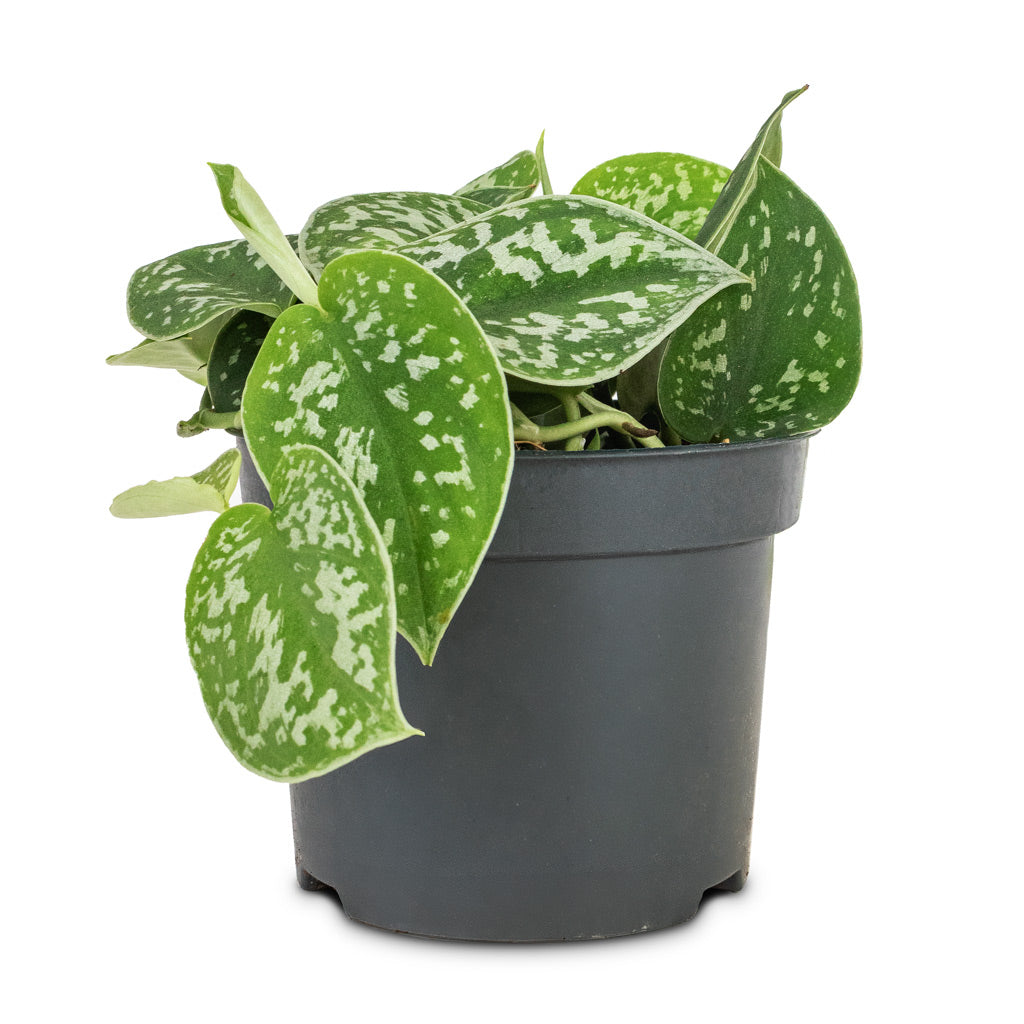 Epipremnum pictum Argyraeus - Satin Pothos - 12 x 20cm
