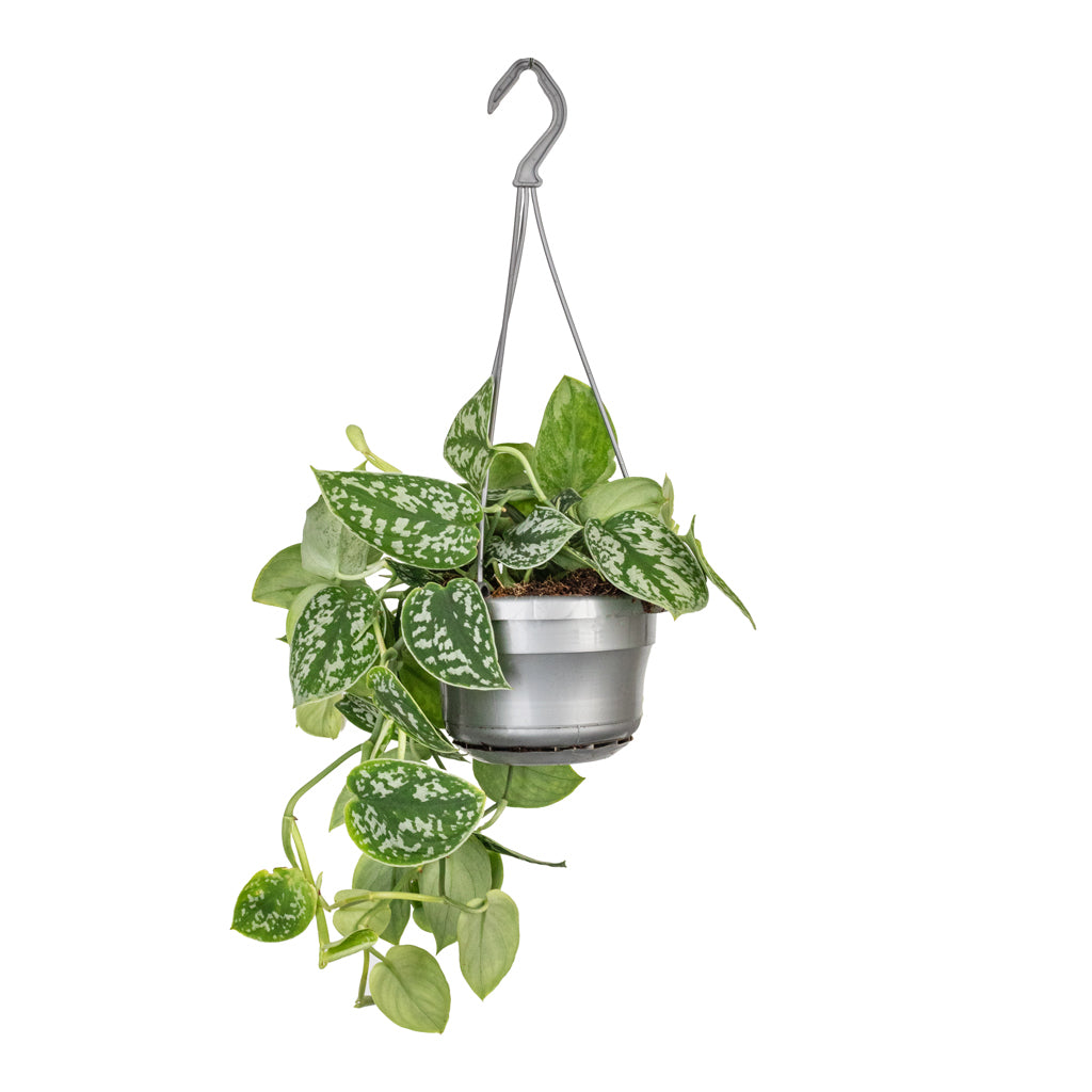 Epipremnum pictum Argyraeus - Satin Pothos - 14 x 30cm