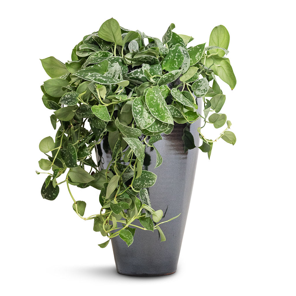 Epipremnum pictum Argyraeus - Satin Pothos & Amora Plant Vase - Anthracite Mirror