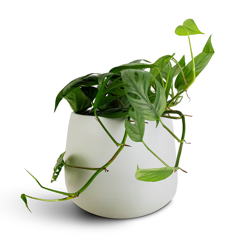 Epipremnum pinnatum Cebu Blue Pothos 17x40cm Isabel Pot Cotton 22x20cm