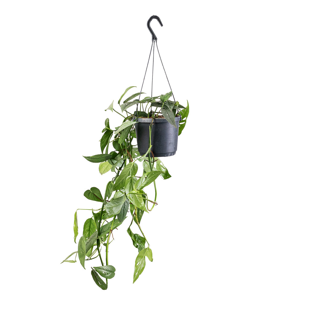 Epipremnum pinnatum - Cebu Blue Pothos - 17 x 40cm
