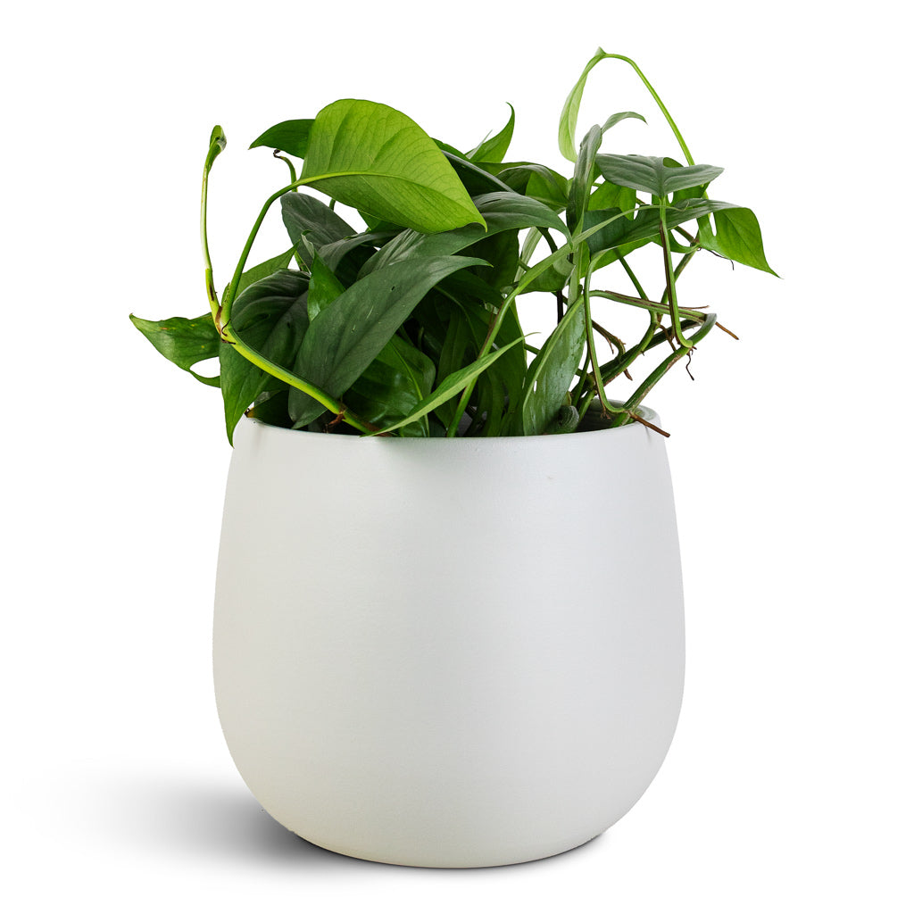 Epipremnum-pinnatum-Cebu-Blue-Pothos-17x40cm_2-Isabel-Pot-Cotton-22x20cm