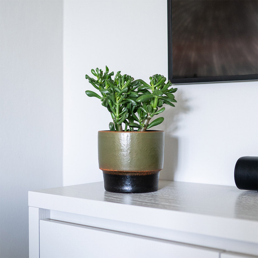 Erik Plant Pot - Olive & Crassula ovata Gollum - Jade Plant