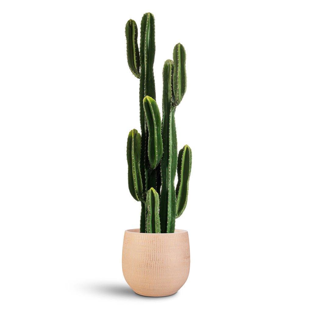 Euphorbia ingens Cactus Potted Artificial 125cm house plant in Ryan Plant Pot Sand Gold 31x28cm