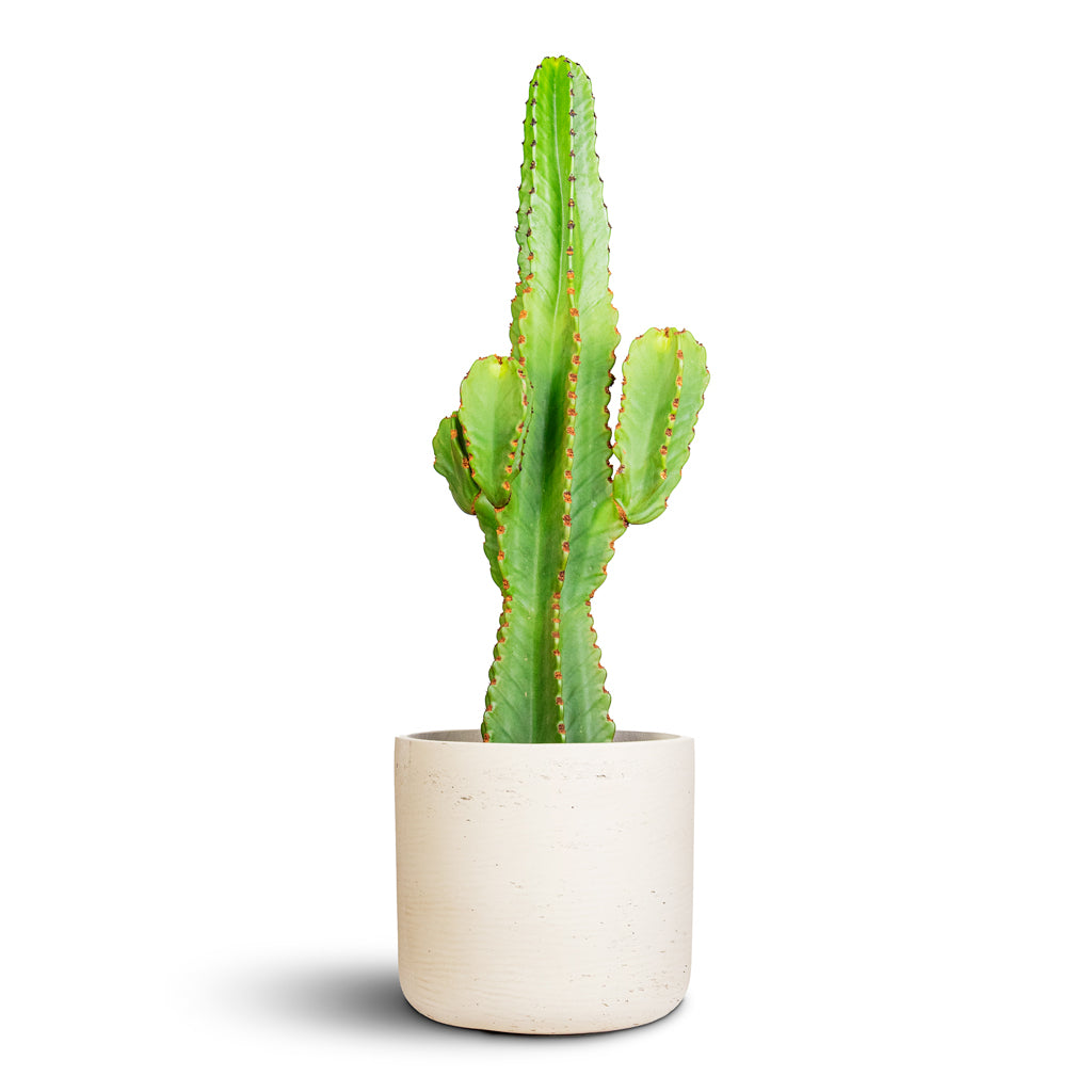Euphorbia ingens Candelabra Tree 20x80cm House Plant in Charlie Pot Grey Washed 25x24cm