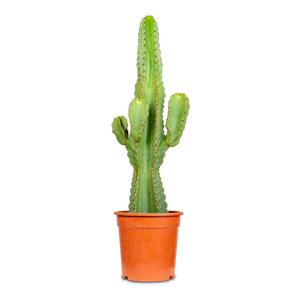Euphorbia ingens Candelabra Tree 20x80cm