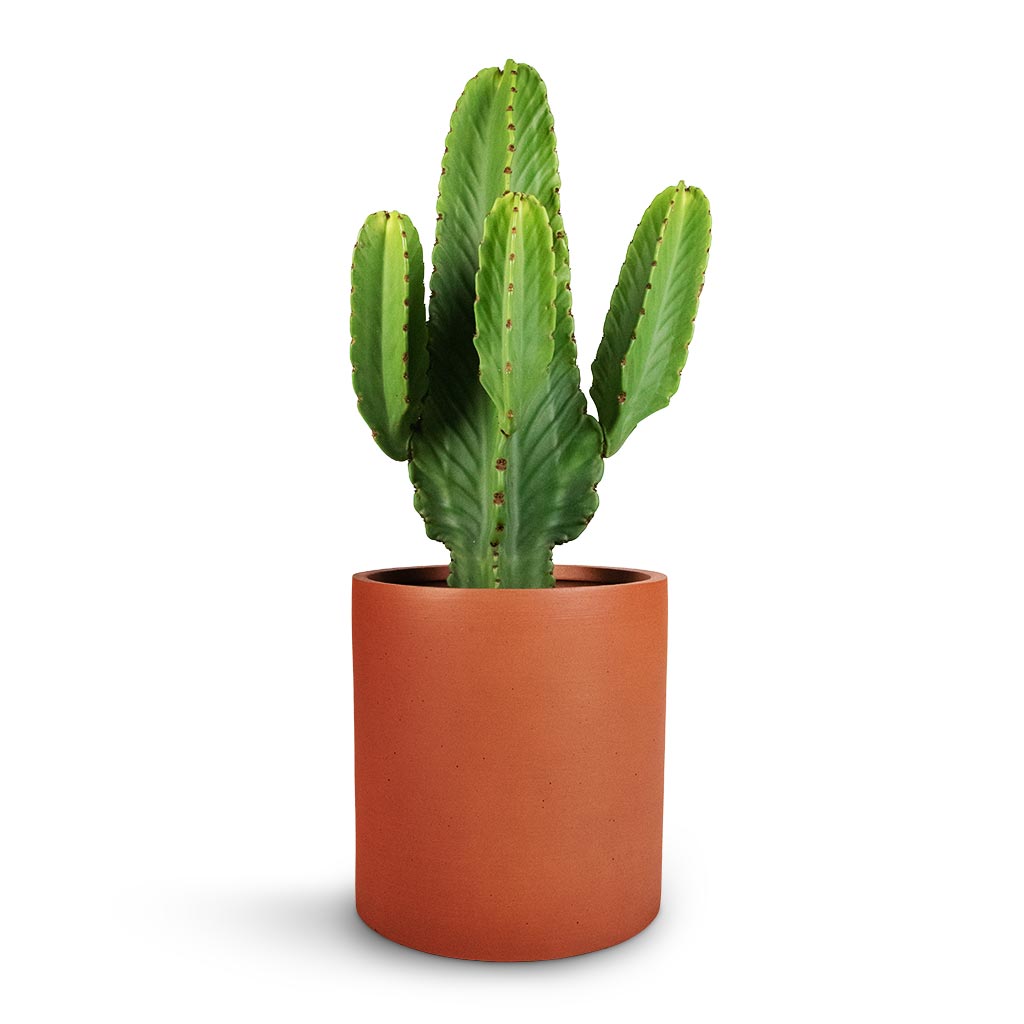 Euphorbia ingens - Candelabra Tree & Max Refined Planter - Canyon Orange