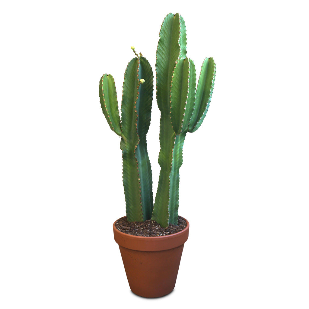 Euphorbia ingens Candelabra Tree - 35x135cm