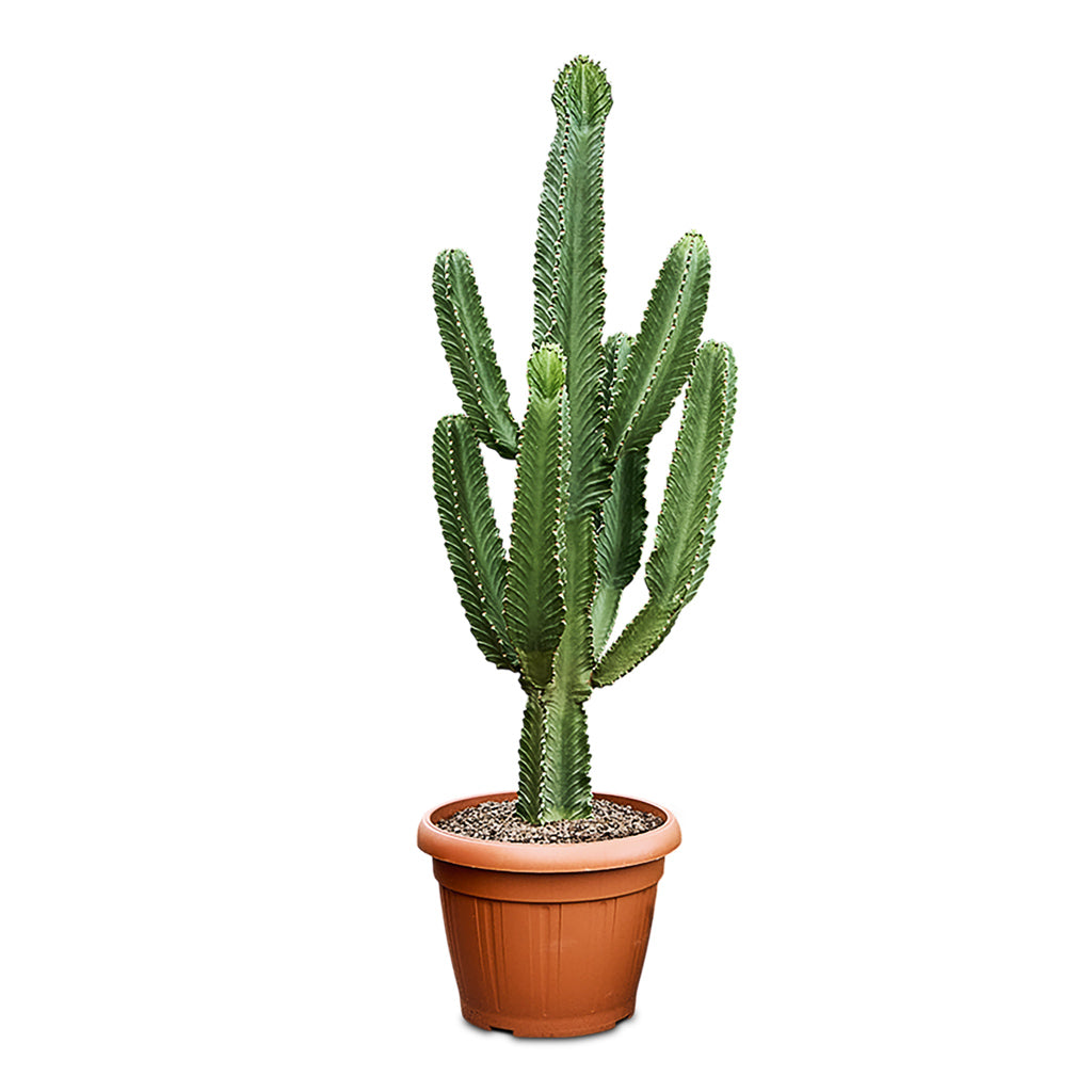 Euphorbia ingens Candelabra Tree 45x165cm
