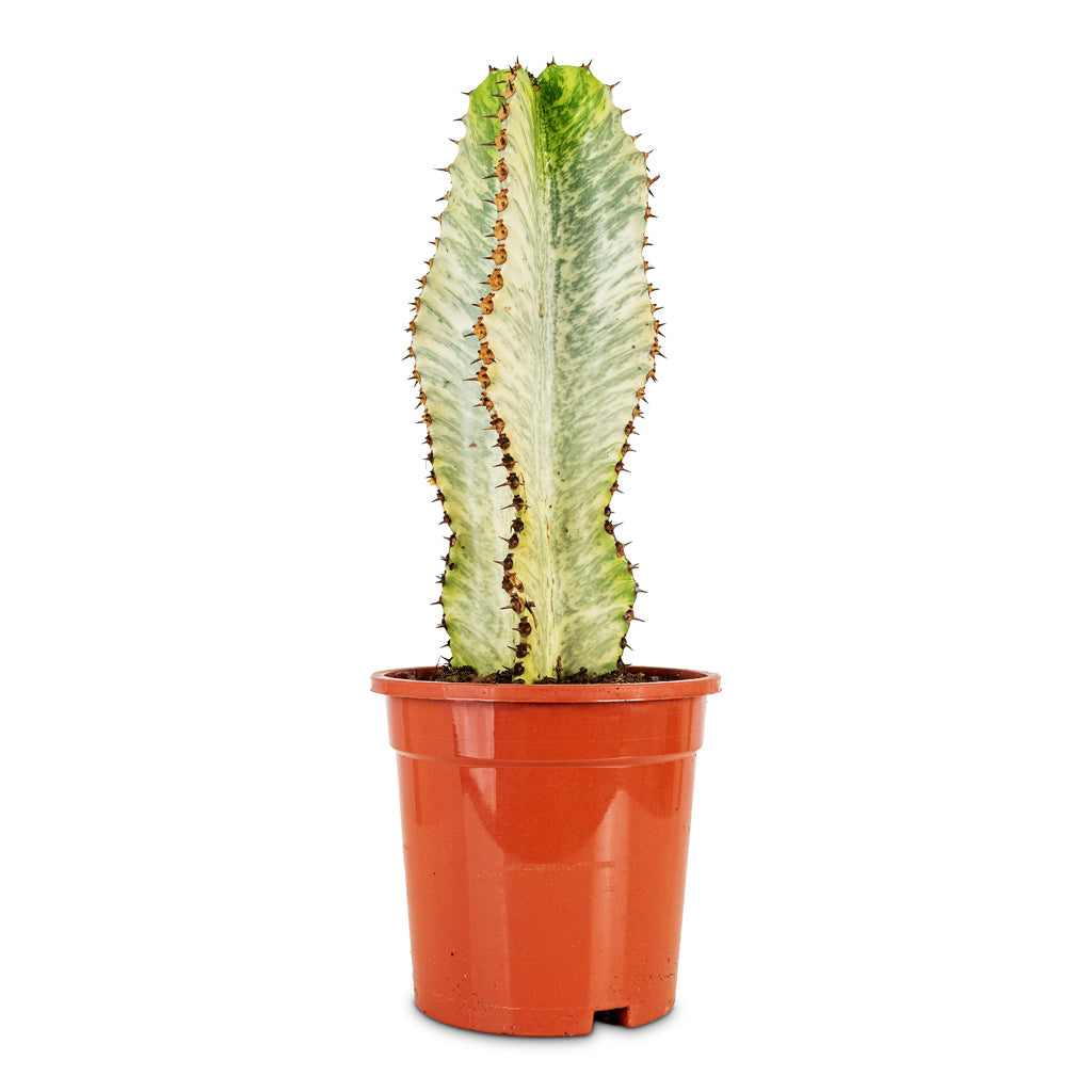 Euphorbia ingens Marmorata 17x50cm
