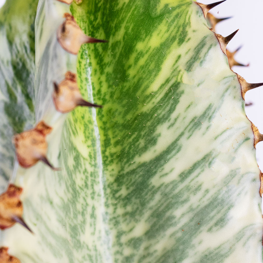 Euphorbia ingens Marmorata Close up