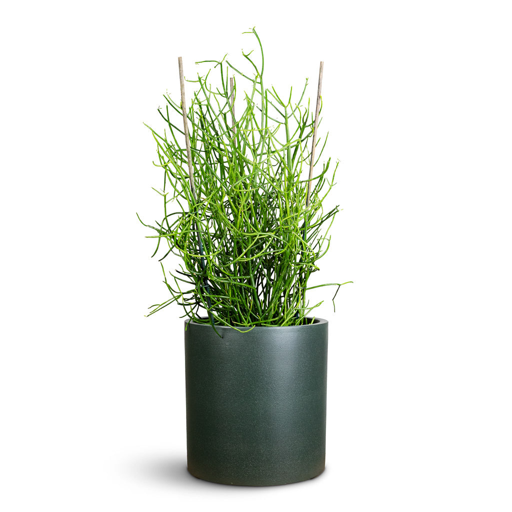 Euphorbia tirucalli Pencil Cactus 24x85cm House Plant In Max Refined Planter Pine Green 29x29.5cm