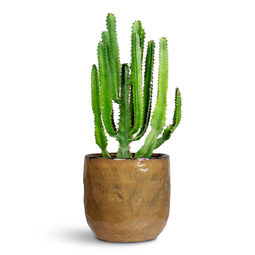 Euphorbia triangularis 17x40cm House Plant in Mette Metal Pot Marrakesh 25x22cm