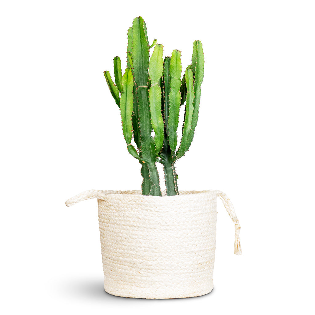 Euphorbia triangularis 17x40cm house plant in Stefan Basket Natural 25x22cm