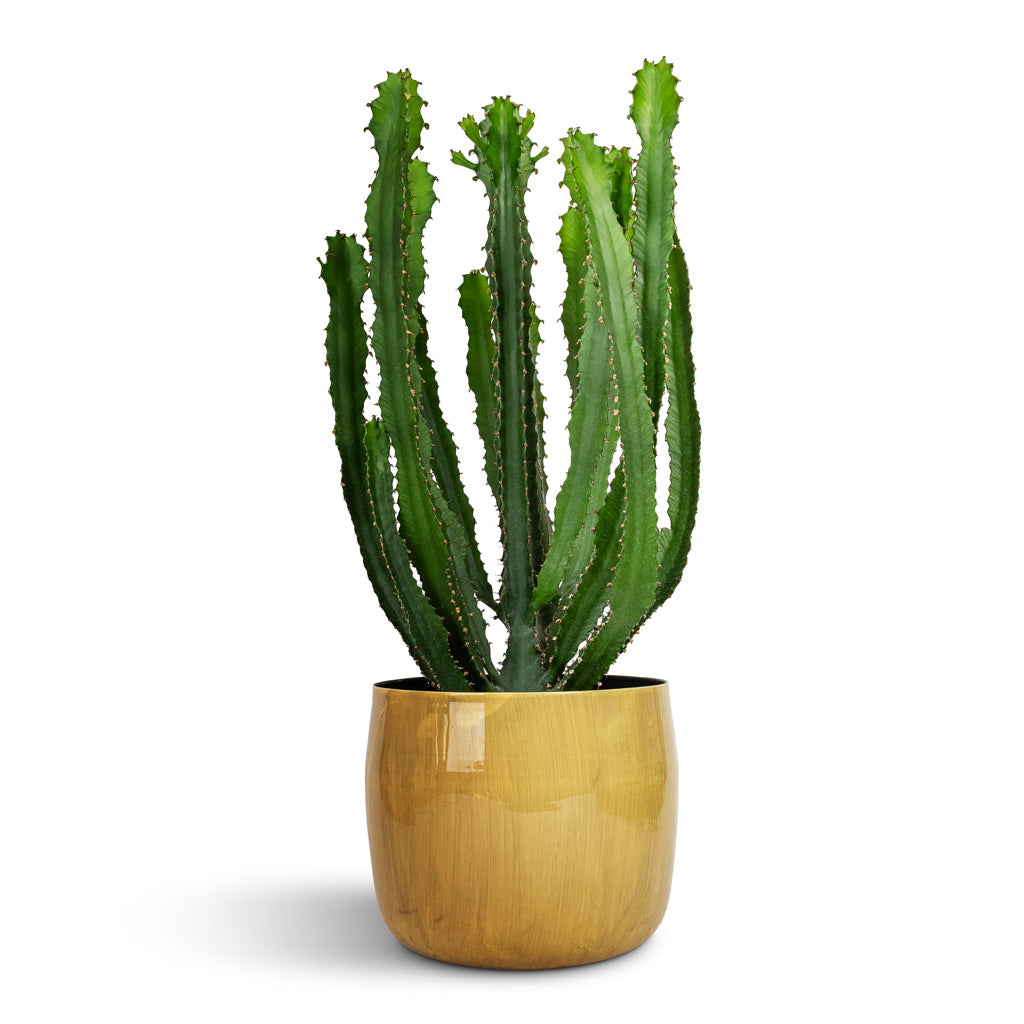 Euphorbia triangularis & Babet Plant Pot - Camel