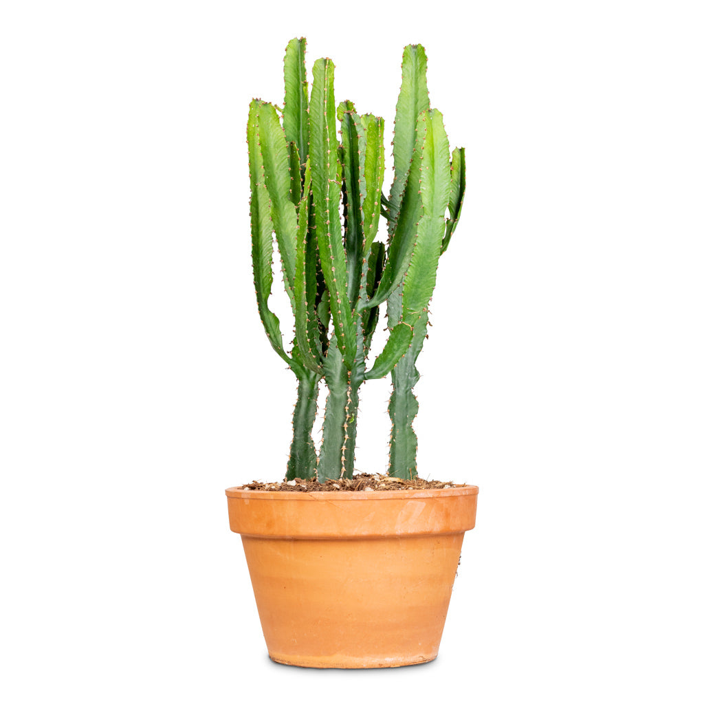 Euphorbia triangularis