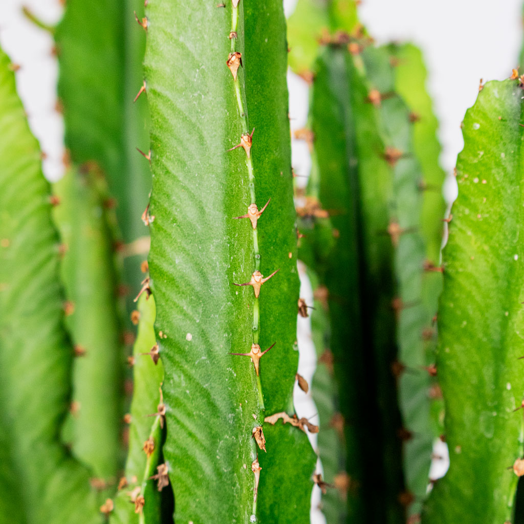 Euphorbia triangularis close up
