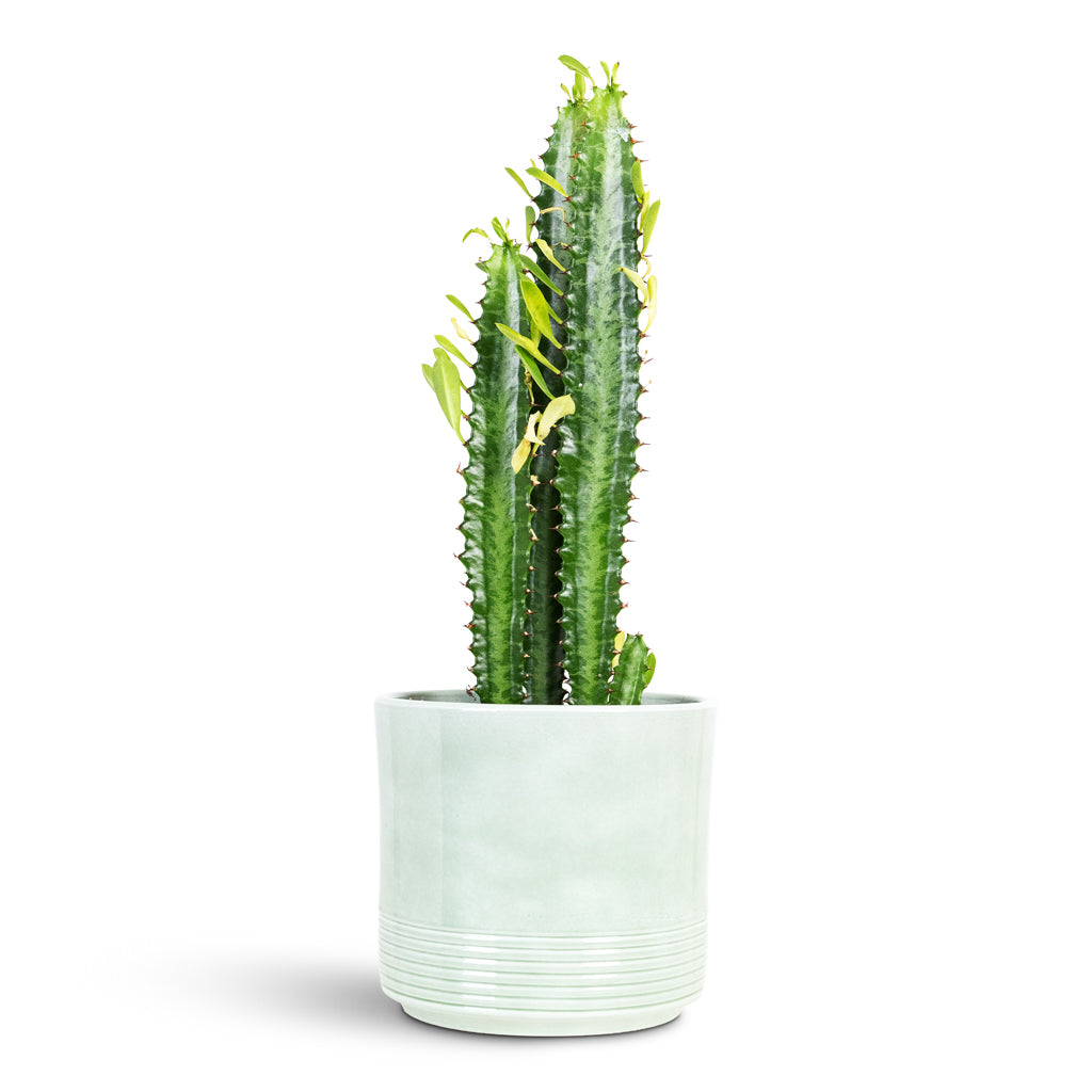 Euphorbia trigona African Milk Tree 12x30cm House Plant In Munich Pot Green Gloss 14.5x12cm