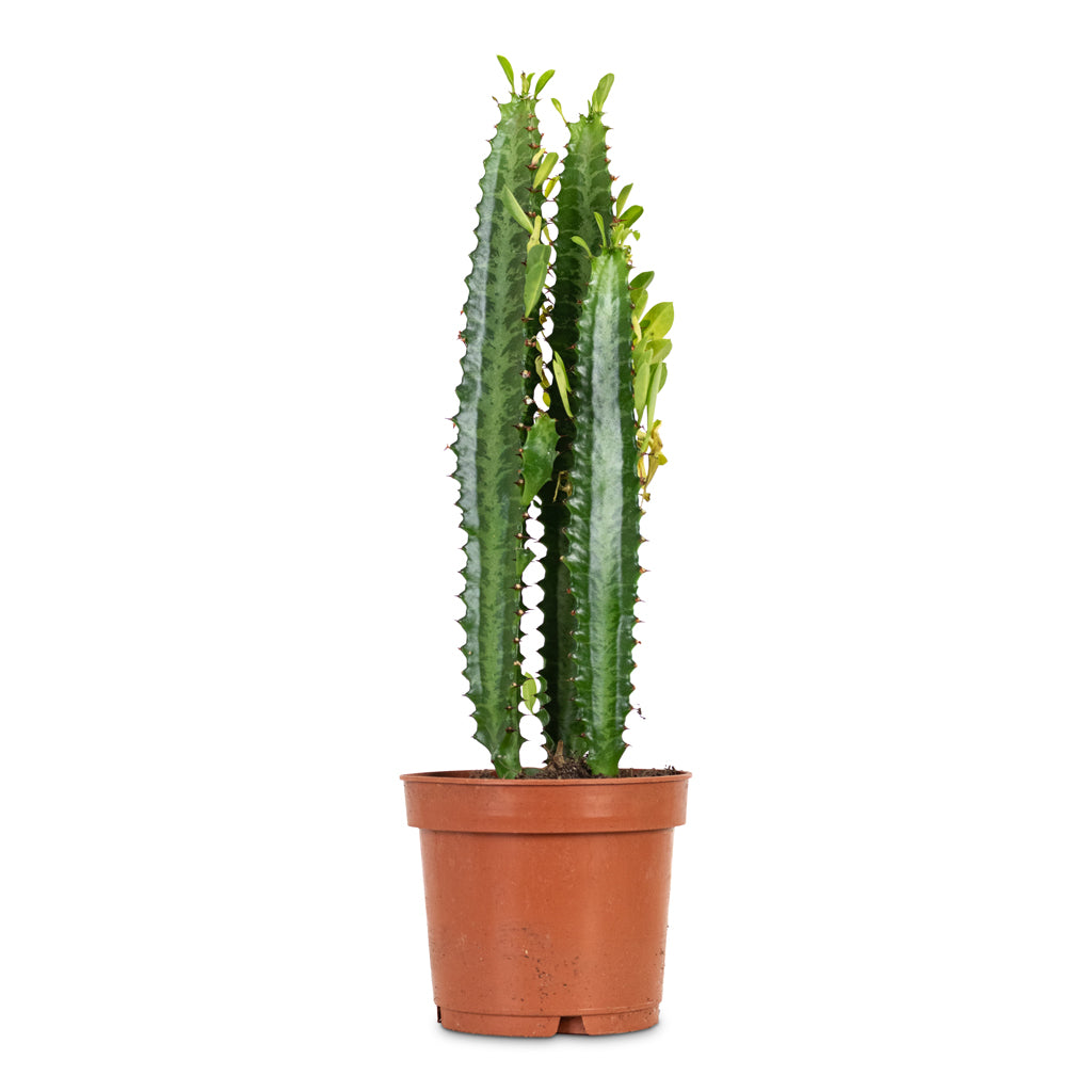 Euphorbia trigona African Milk Tree 12x30cm