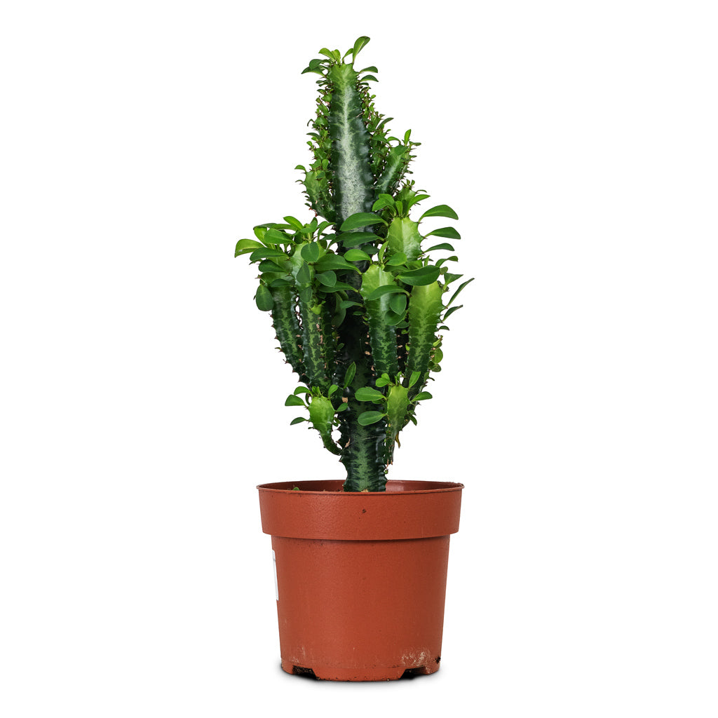 Euphorbia trigona African Milk Tree 17x50cm