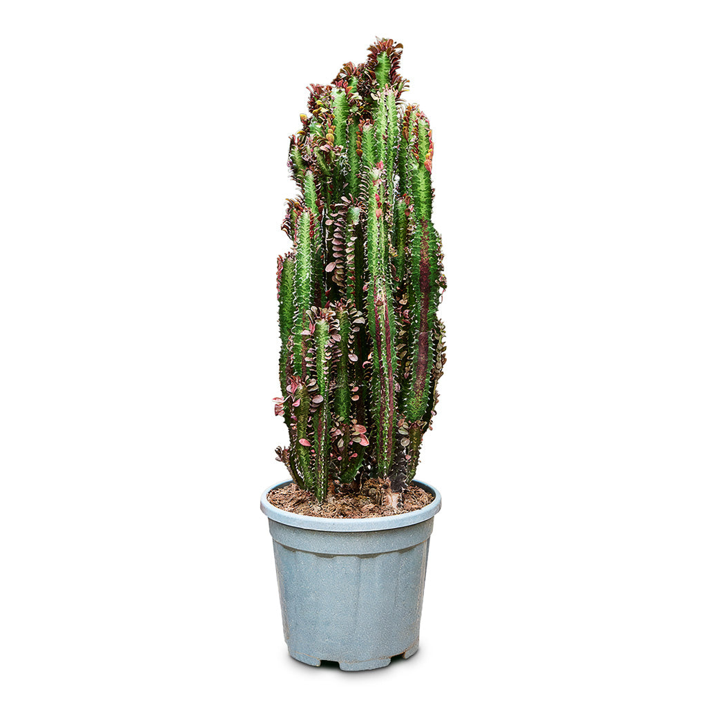 Euphorbia trigona rubra African Milk Tree 30x100cm house plant