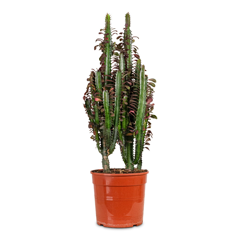 Euphorbia trigona rubra Red African Milk Tree 24x90cm