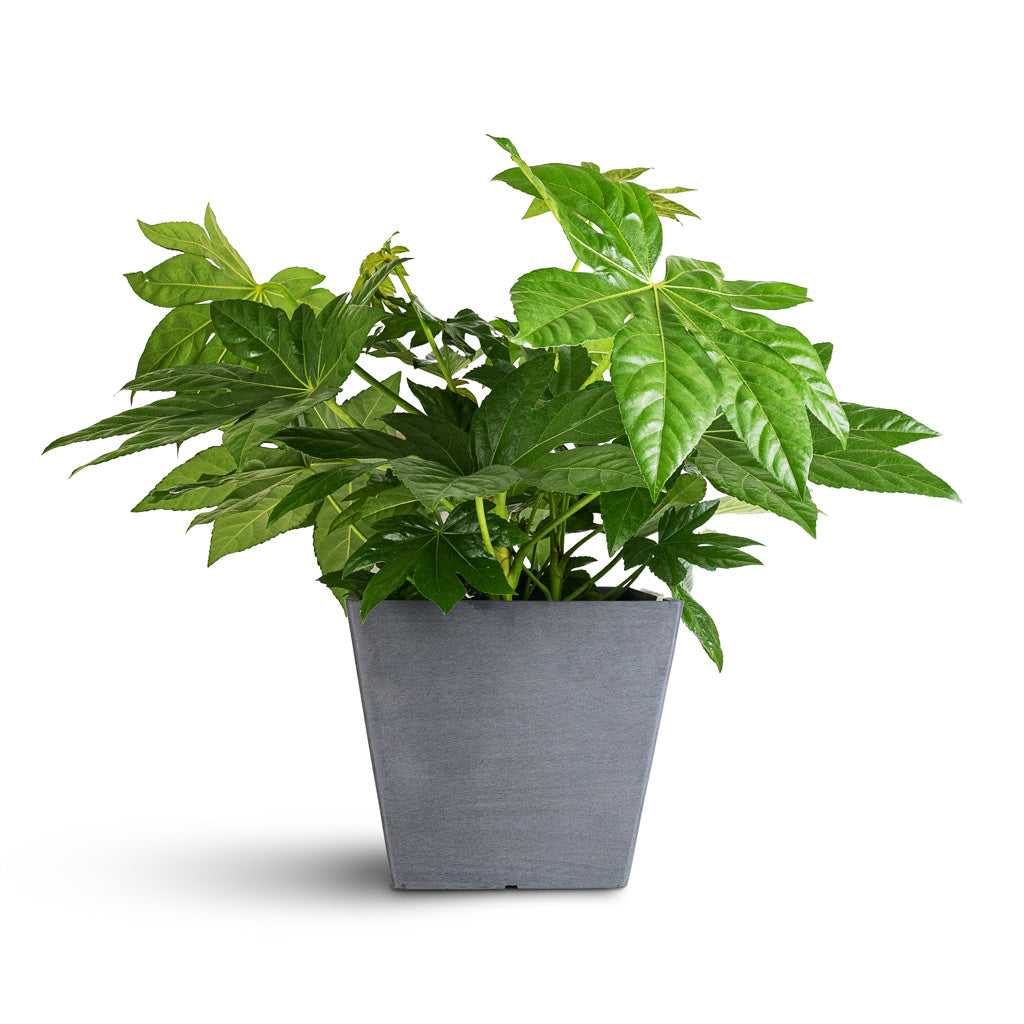 Fatsia japonica 23x90cm Rotterdam Cube Planter Grey 30x30x26cm