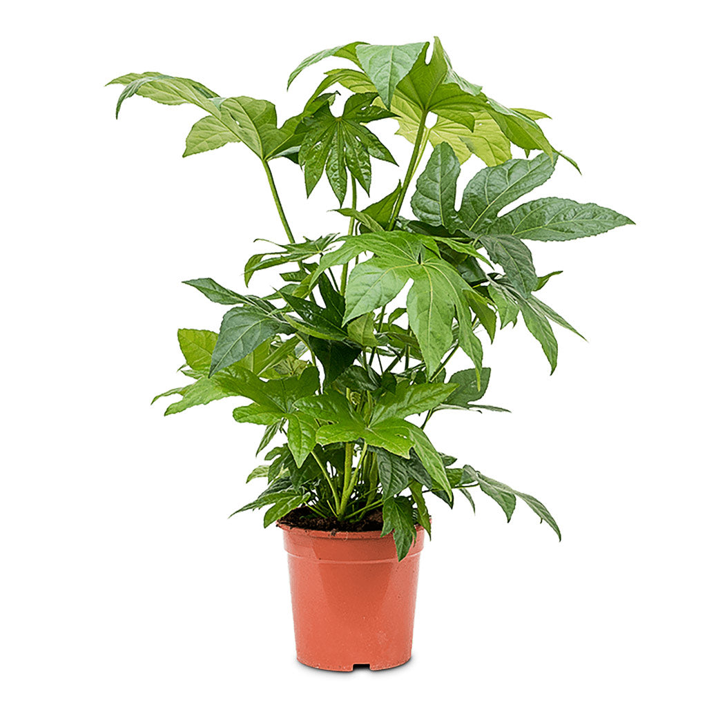 Fatsia japonica 23x90cm