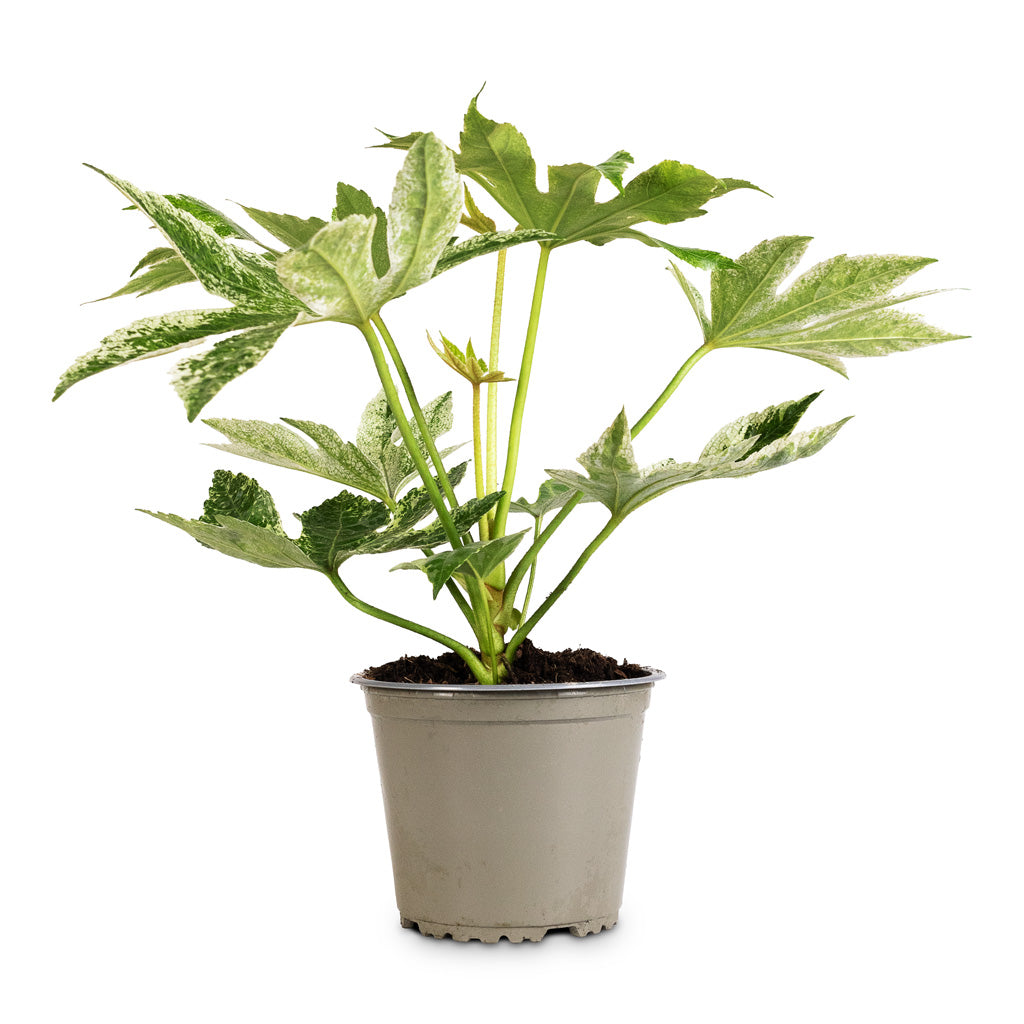 Fatsia japonica - Variegated Japanese Aralia