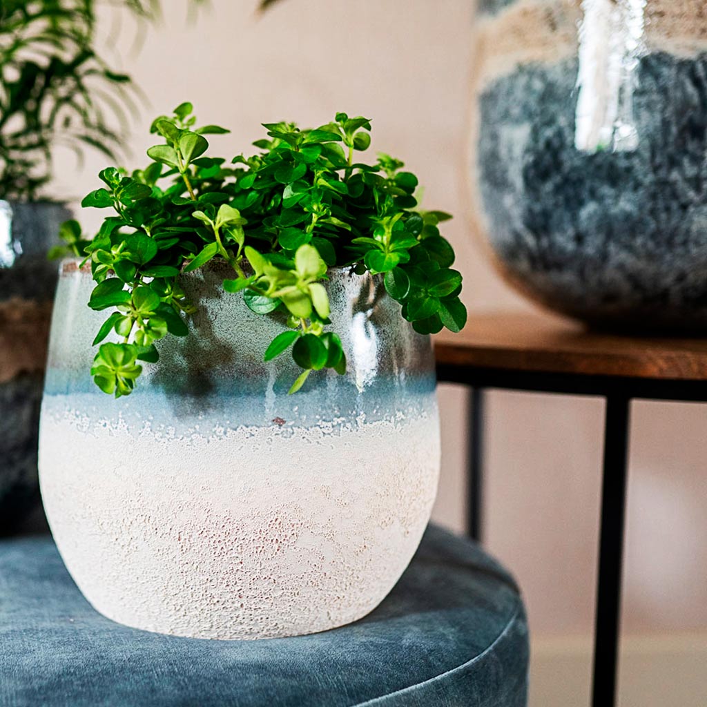 Peperomia In Fem Plant Pot Sky Blue