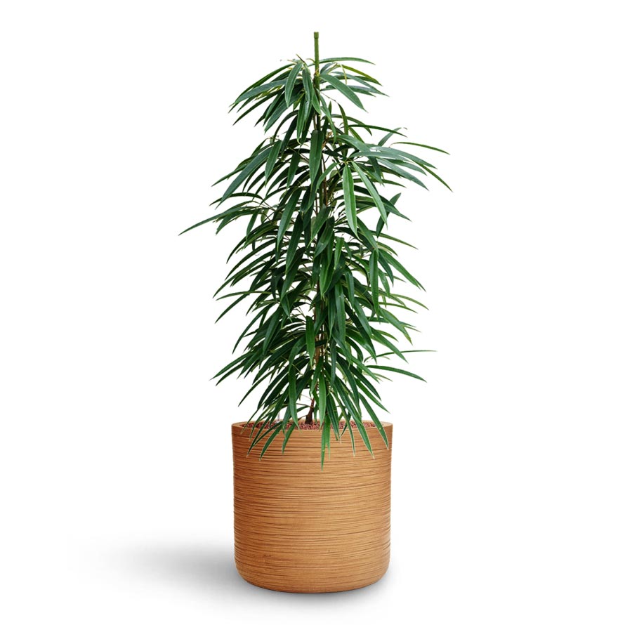 Ficus Alii - HydroCare & Dune Cylinder Planter - Almond