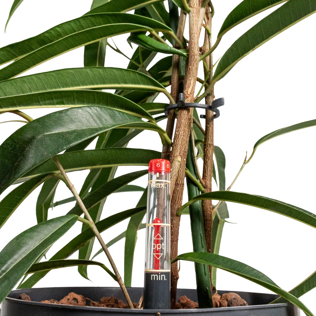 Ficus Alii HydroCare Close Up Detail