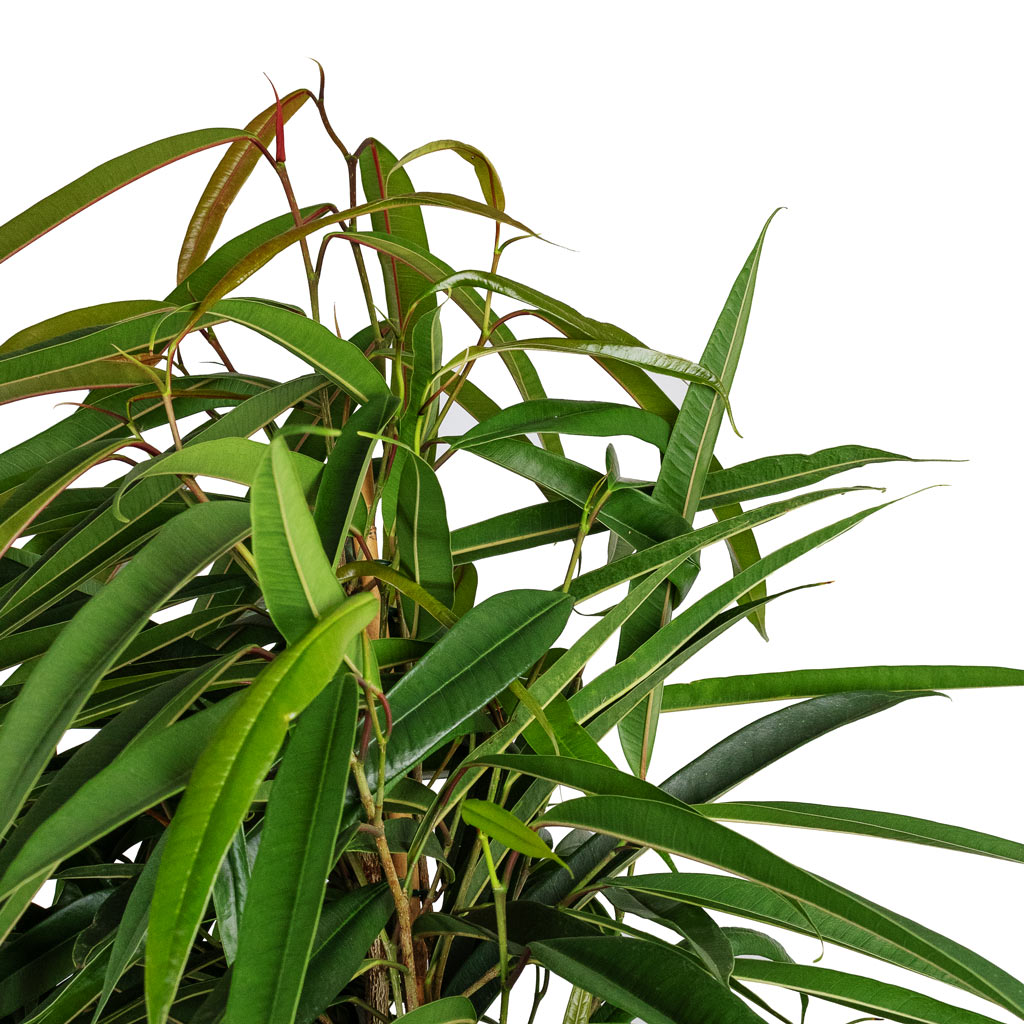 Ficus Alii - Long Leafed Fig Top