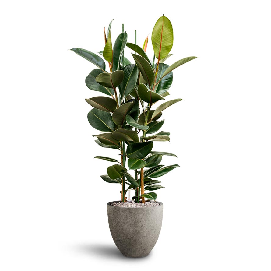 Ficus Elastica Robusta - Hydroculture Grigio Egg Pot Planter - Natural Concrete