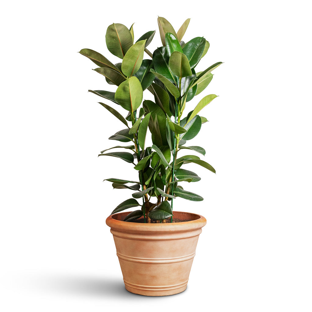 Ficus Elastica Robusta 27x85cm In Treasure Kyra Planter Brick Orange 61x43cm