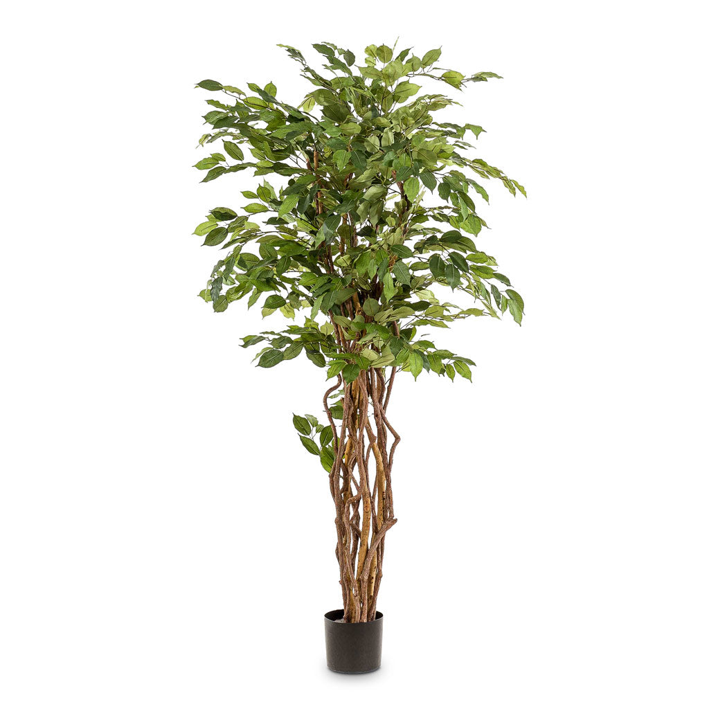Ficus Liana Artificial - 170cm