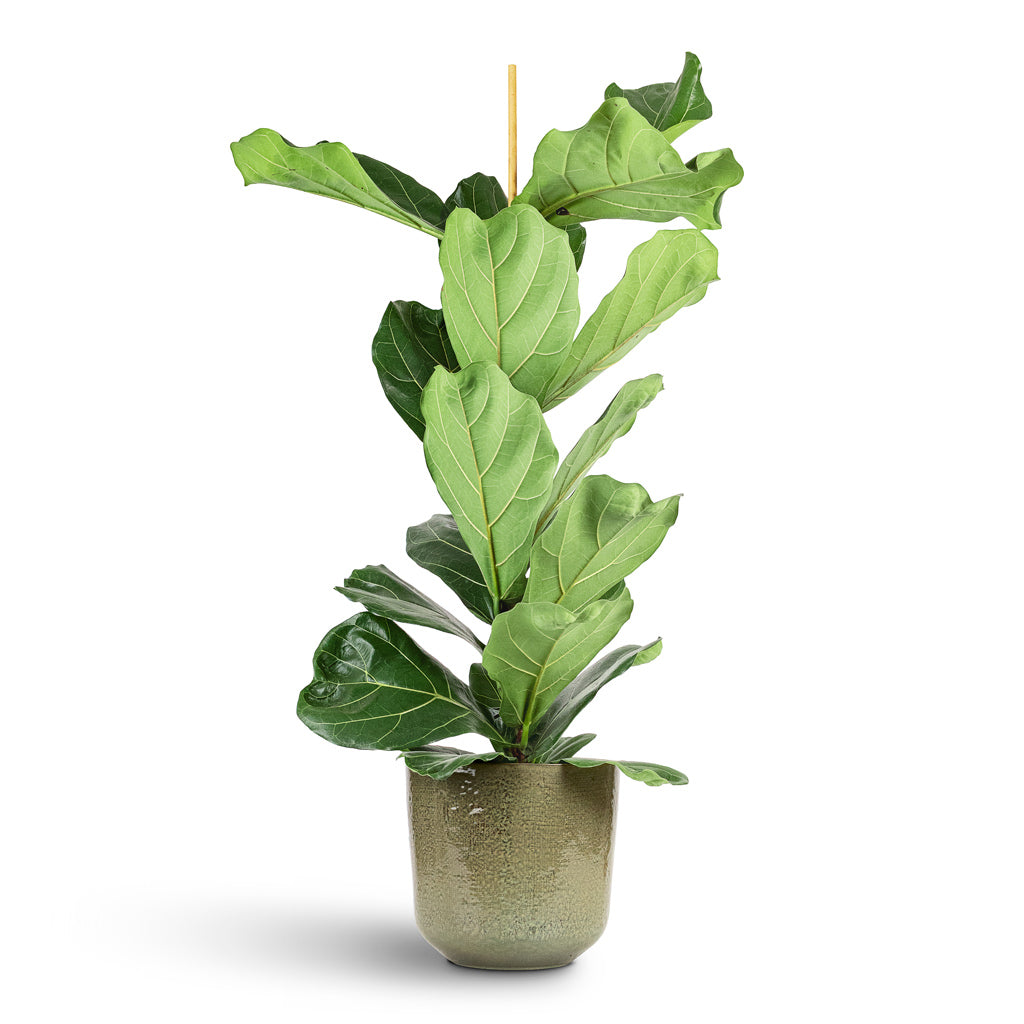 Ficus Lyrata 21x110cm 1stem house plant in Nouri Pot Moss Green 25x24cm