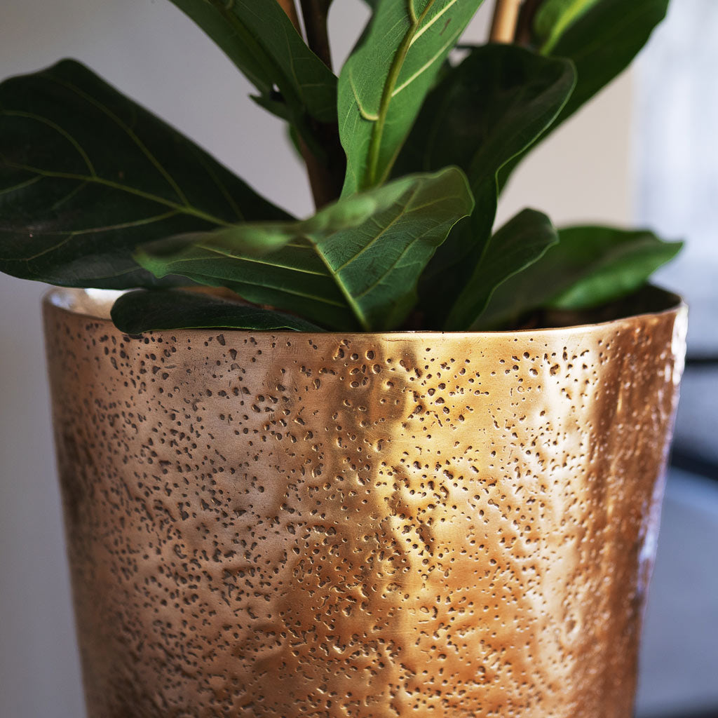 Ficus Lyrata In Naya Metal Planter Gold Close Up